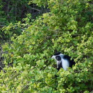 Angola colobus (Colobus angolensis)
