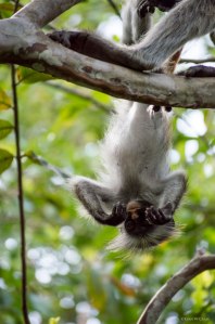 Red colobus (Procolobus kirkii)